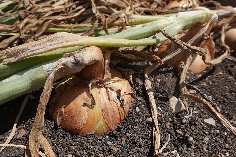 Najlepszy czas na zbiór cebuli w Ukrainie: uwzględnienie pogody w 2026.