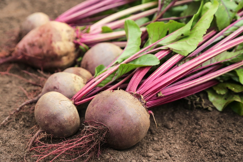 Przygotowanie buraków do przechowywania zimowego po zbiorach jesienią 2026.