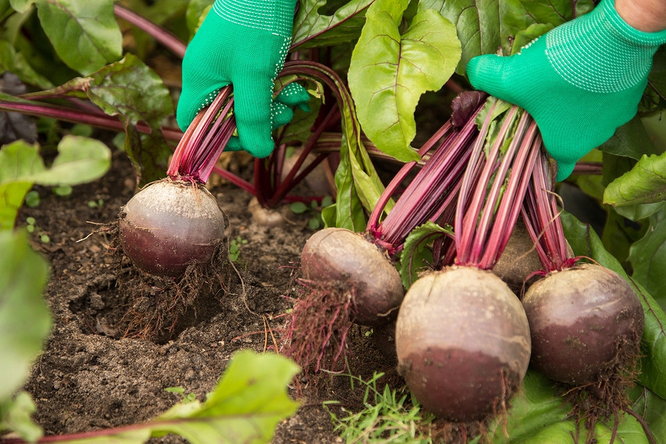 Optymalne terminy zbioru buraków na przechowywanie w sezonie zimowym 2026.