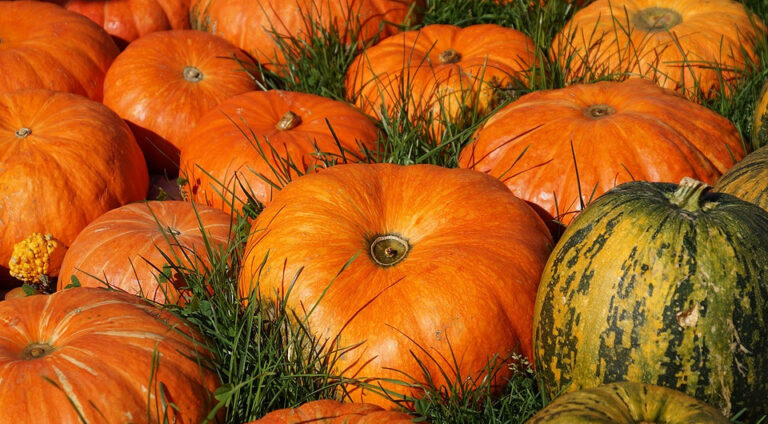 Zbiór Dyni 2026: Sekret Długotrwałej Świeżości i Smaku Jesieni — Kiedy zbierać dynię 2026
