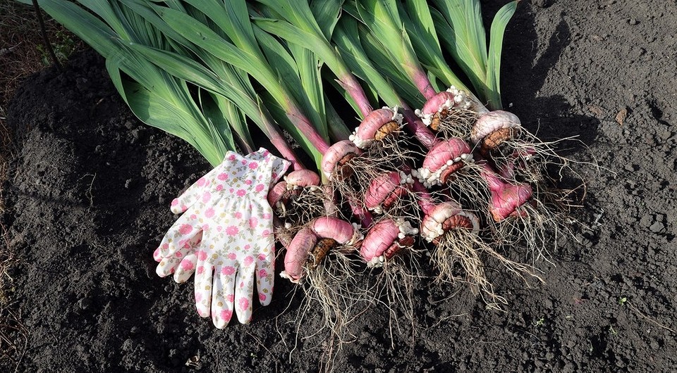 Wykopywanie cebulek mieczyków: przygotowanie do przechowywania i sadzenia w 2026 roku.