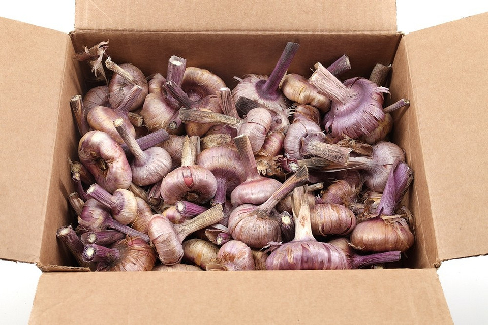 Przygotowanie cebulek mieczyków do zimy 2026: etapy wykopywania, obróbki i przechowywania.