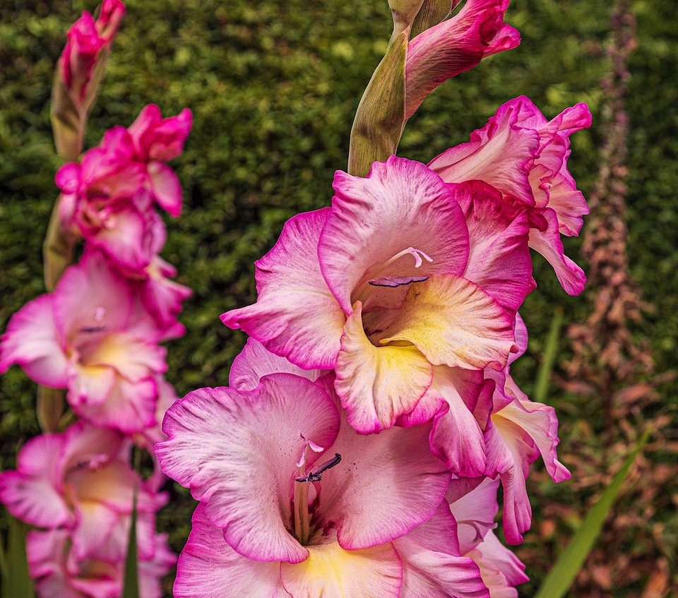 Przygotowanie cebulek mieczyków do zimowego przechowywania i ochrony przed mrozem.