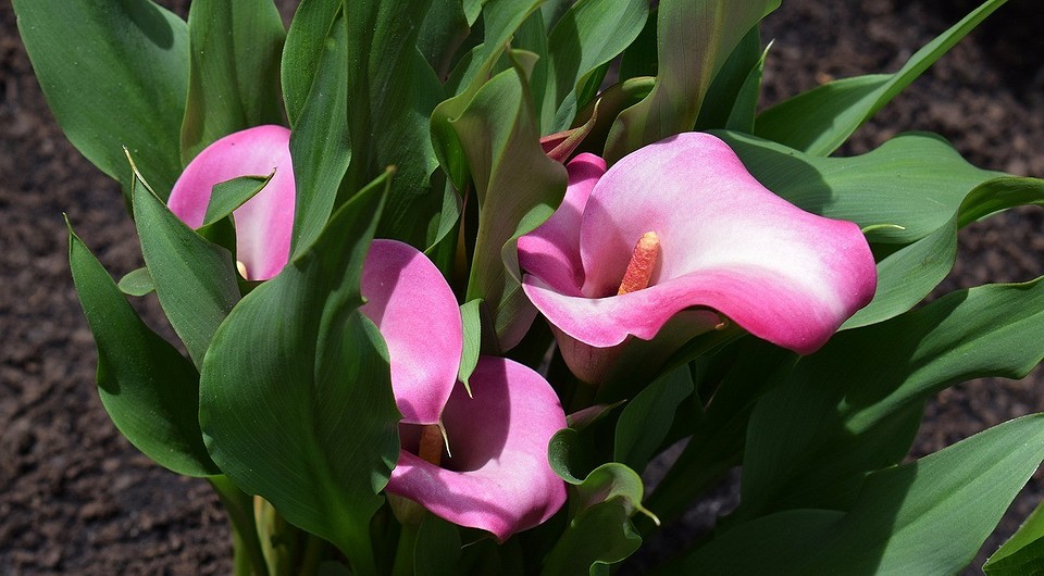 Przygotowanie cebulek kalli do przechowywania na zimę w Polsce – wykopane cebulki po kwitnieniu.