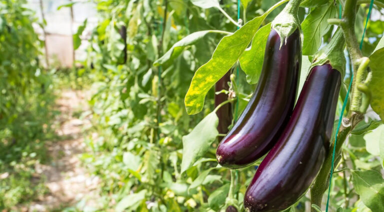 Bakłażany 2026: Jak wybrać najlepsze odmiany do szklarni i obfitych zbiorów — odmiany bakłażanów do uprawy w szklarni 20