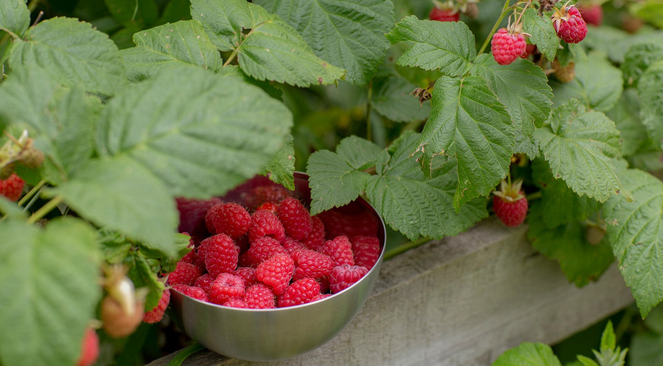 Różne odmiany malin na rok 2026, uprawiane w różnych regionach Ukrainy.