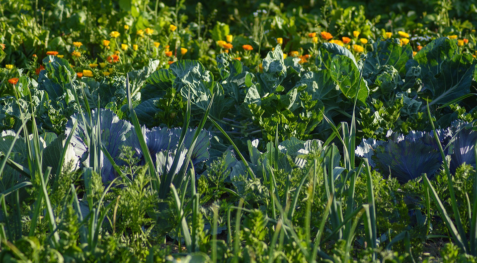 Plony Sierpnia 2026 Kalendarz księżycowy ogrodnika 2026: obfite plony dzięki fazom księżyca i siewowi warzyw