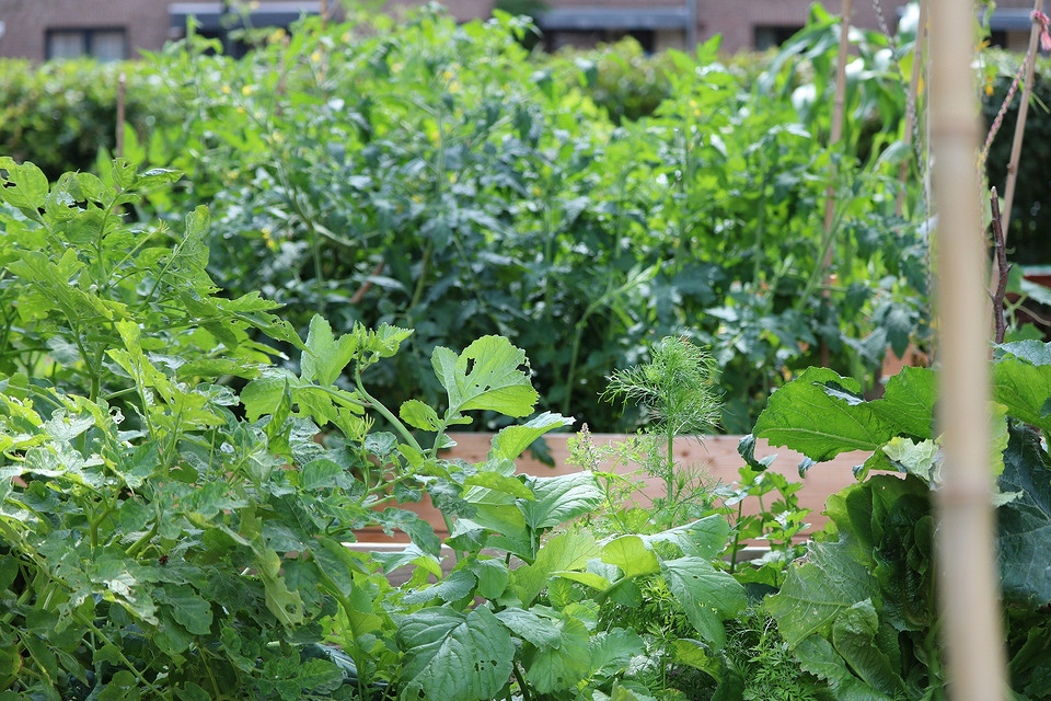 Siew wg Księżyca Szczegółowy kalendarz księżycowy ogrodnika na sierpień 2026: planuj siew warzyw korzeniowych