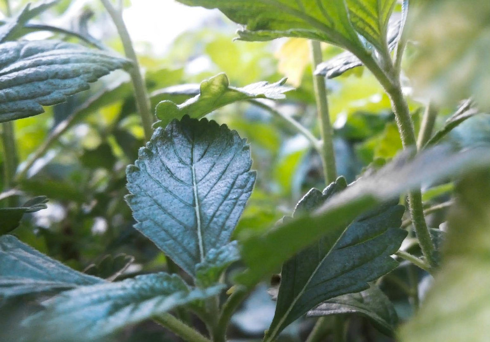 Ekouprawa Sierpień 2026 Kalendarz księżycowy i porady dla ogrodników na sierpień 2026: uprawa ekologiczna