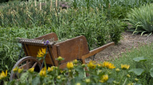 Lipcowy Siew i Sadzenie 2026: Kalendarz Księżycowy dla Obfitych Plonów — kalendarz księżycowy ogrodnika 2026