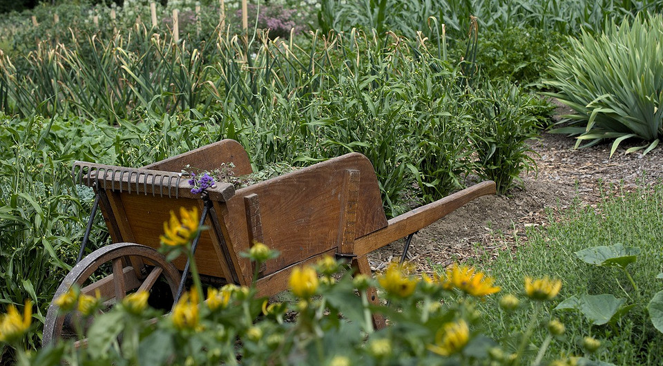 Lipiec 2024: Księżyc i ogród Kalendarz księżycowy ogrodnika na lipiec 2024: planowanie prac w ogrodzie z uwzględnieniem faz księżyca.