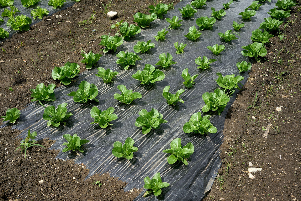 Uprawy korzeniowe a Księżyc Kalendarz biodynamiczny lipiec 2026: wpływ faz księżyca na uprawy korzeniowe i inne rośliny.