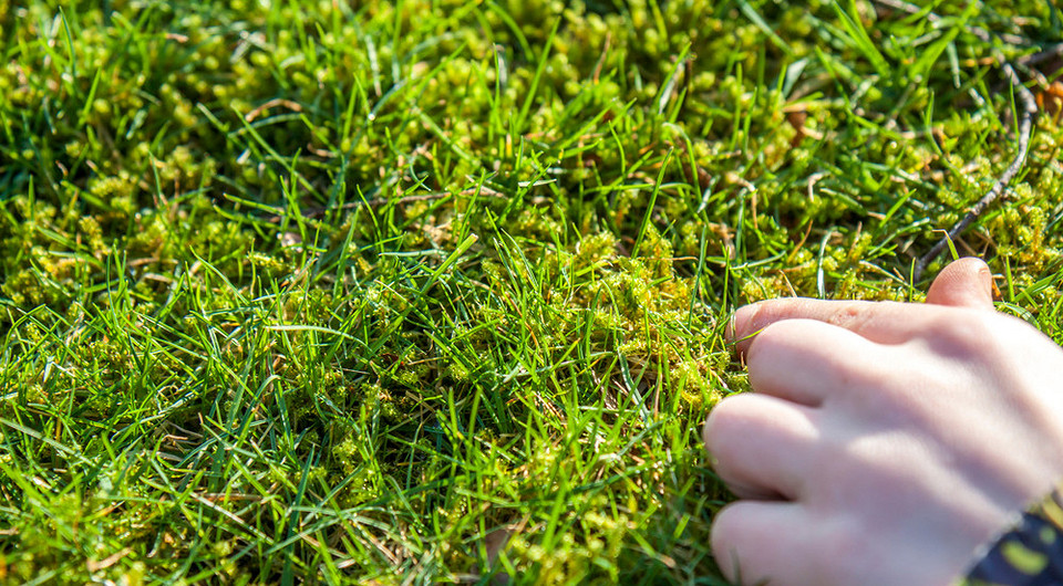 Mech na trawniku: przyczyny pojawienia się i sposoby walki w 2026 roku.