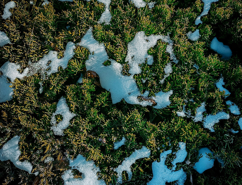 Wilgoć sprzyja rozwojowi mchu w szklarni: metody kontroli problemu w 2026.