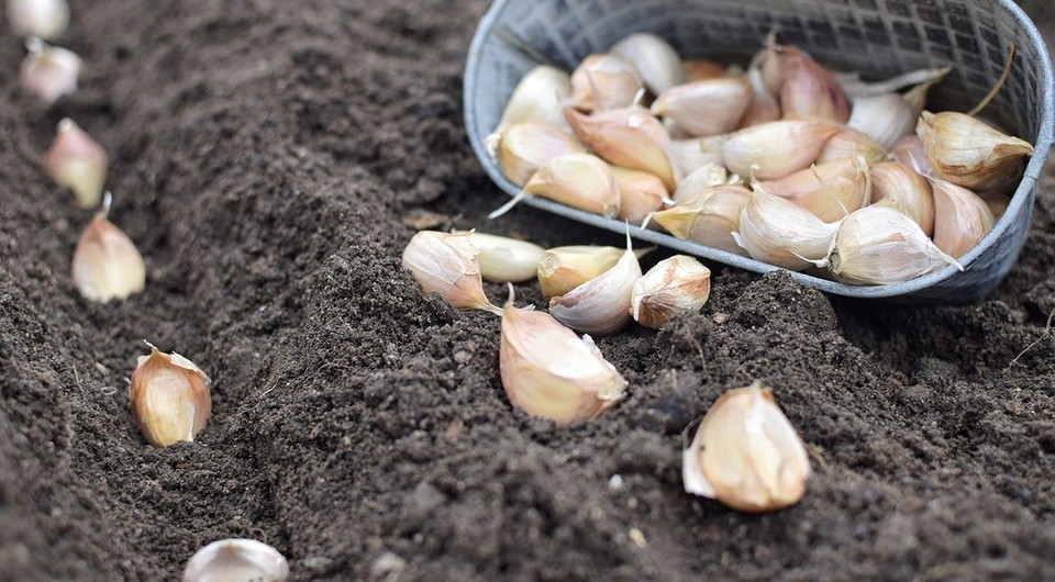 Sadzenie czosnku ozimego wiosną: przygotowanie ząbków czosnku do uprawy w ogrodzie.