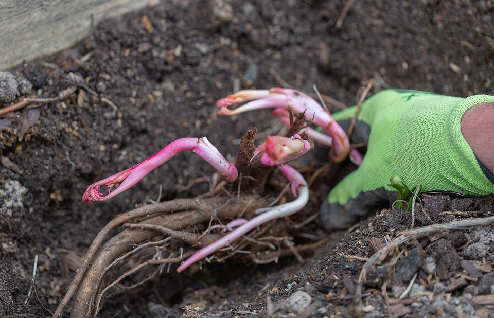 Ogród jesienią: ochrona przed mrozem, nawożenie i zwalczanie chwastów przed zimą