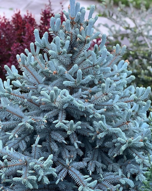 Klomby z iglaków: projektowanie przytulnego zakątka w ogrodzie.