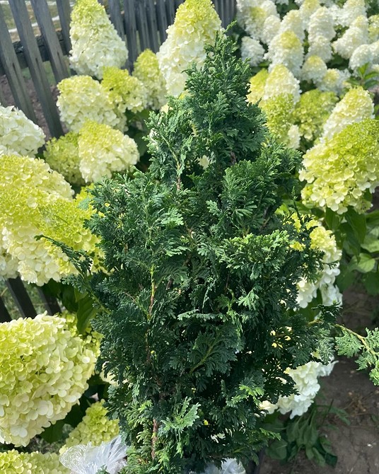 Projekt klombu z tujami, jałowcami i innymi roślinami zimozielonymi w ogrodzie.