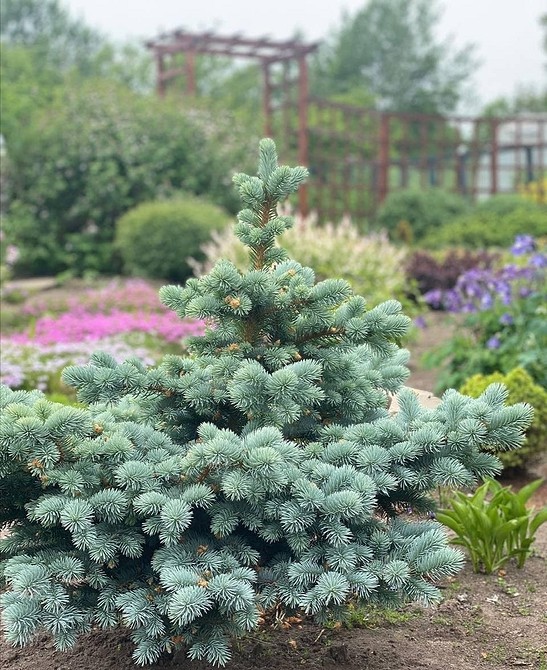 Nowoczesny design ogrodu 2026: klomby z roślin iglastych w krajobrazie