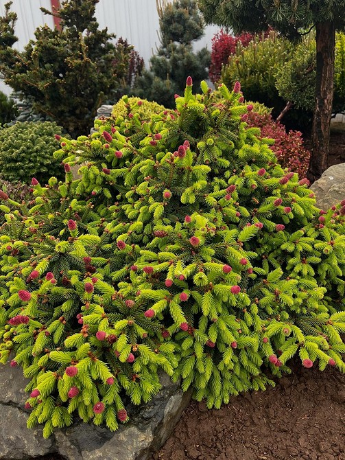 Harmonijne połączenie: Klomby z roślin iglastych i kwiatów w ogrodzie