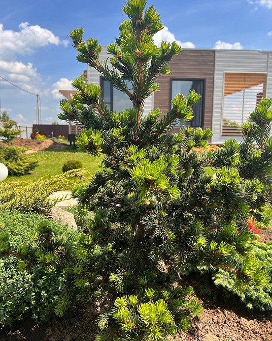 Różne style projektowania klombów z roślinami iglastymi w krajobrazie