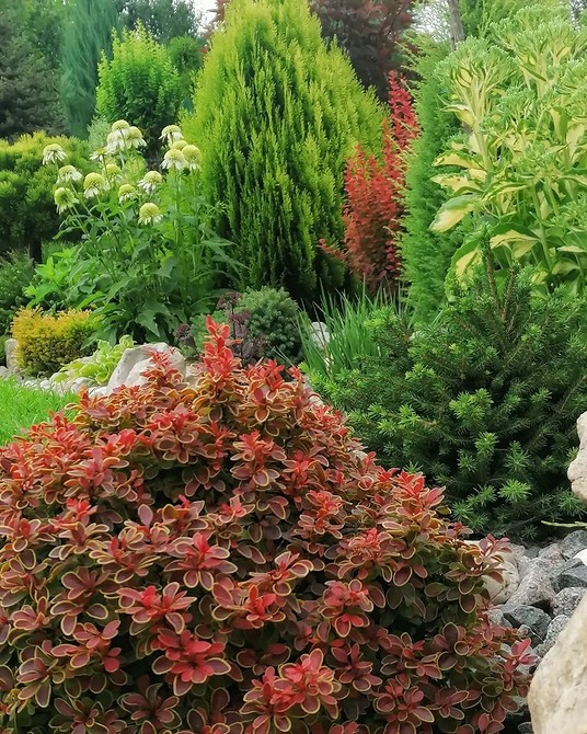 Iglaki i byliny całoroczne Klumby z roślinami iglastymi i bylinami: łatwe w uprawie rośliny na cały rok