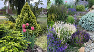 Klomby z iglaków: Projekt i pielęgnacja dla pięknego ogrodu w 2026 — Klomby z roślin iglastych projekty 2026