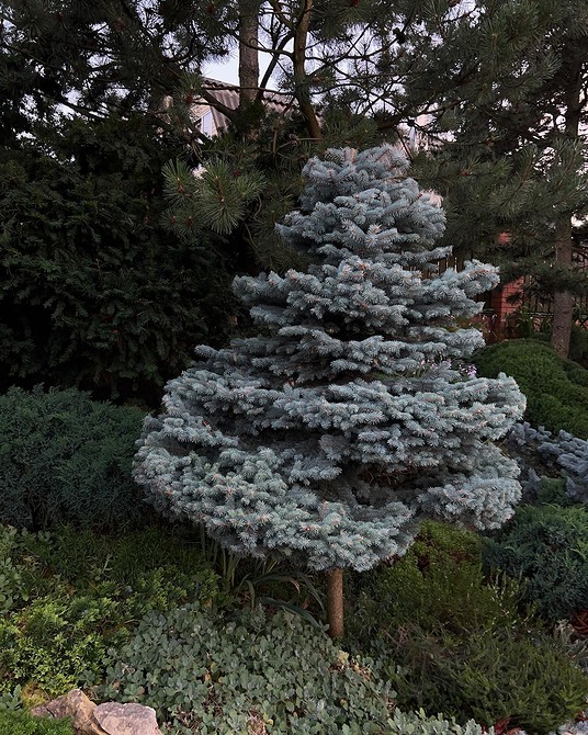 Aranżacja klombu z iglakami i elementami dekoracyjnymi w stylu naturalistycznym