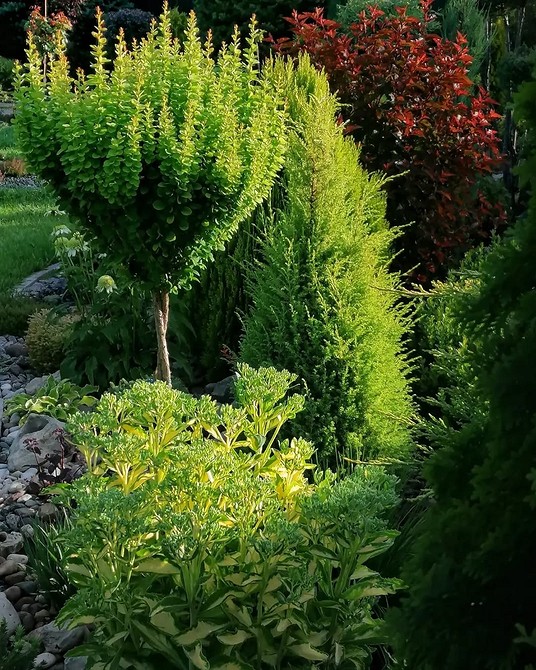 Sadzenie iglaków Jak stworzyć klombę z roślinami iglastymi: od planowania do sadzenia