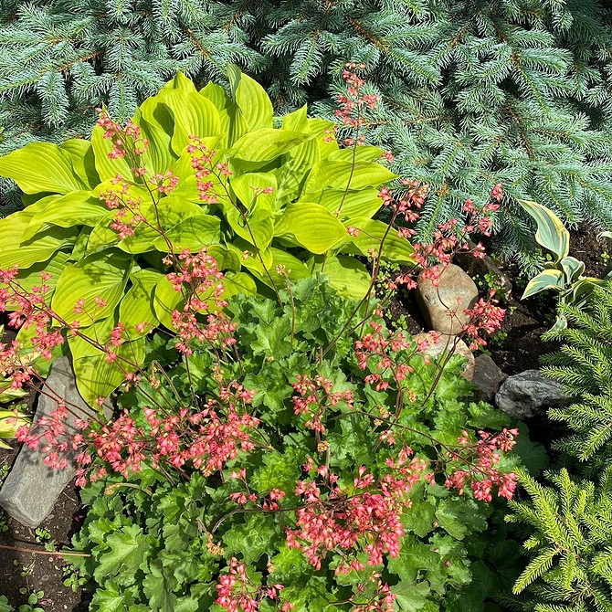 Iglaki i byliny Klumby z roślinami iglastymi i bylinami: idealne rozwiązanie dla małego ogrodu