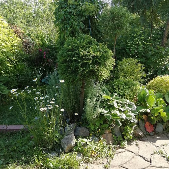 Iglaki i kamienie Klumby z roślin iglastych i kamieni DIY: stylowy krajobraz w ogrodzie