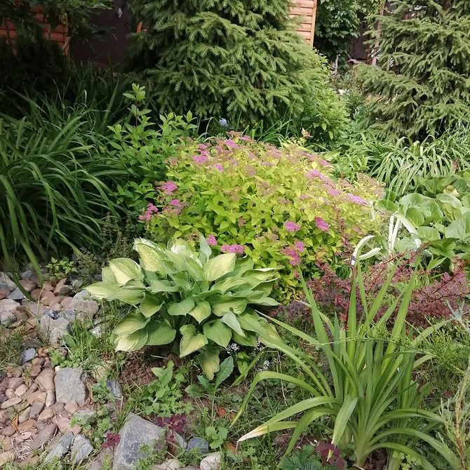 Projekt klumby 2026 Projekt klumby z roślinami iglastymi i kwiatami - inspiracja 2026