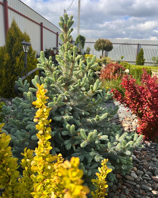 Inspiracje klumbowe Klumby z roślin iglastych i kwiatów: inspirujące pomysły na aranżacje ogrodowe