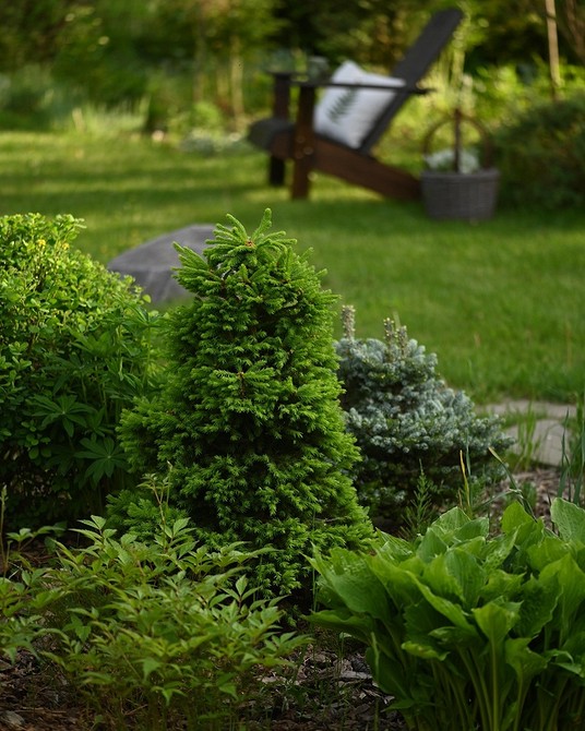 Klomby z iglaków i ściółką: ochrona gleby i estetyczny wygląd ogrodu