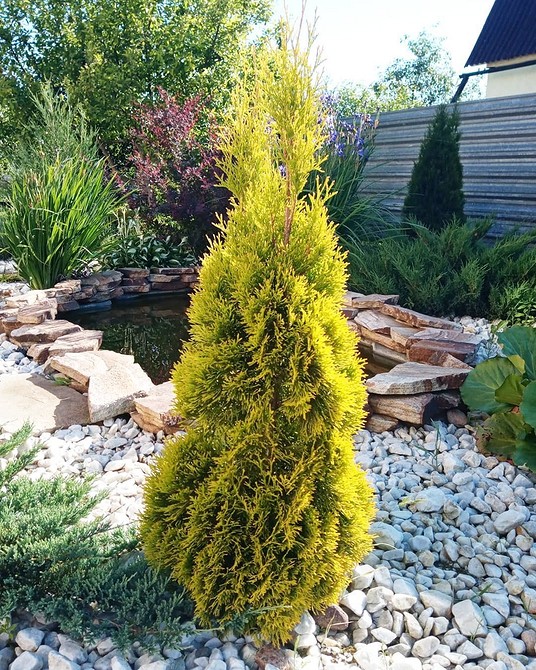 Inspiracje na klomby z roślin iglastych do Twojego ogrodu: rośliny zimozielone 2026.