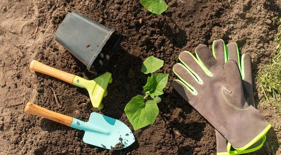 Uprawa ogórków w szklarni z poliwęglanu w kwietniu 2026: porady i triki.