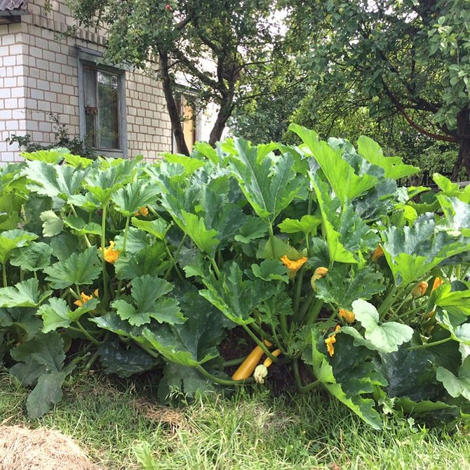 Zdrowe kabaczki: profilaktyka gnicia i wybór odpornych odmian do uprawy w ogrodzie.