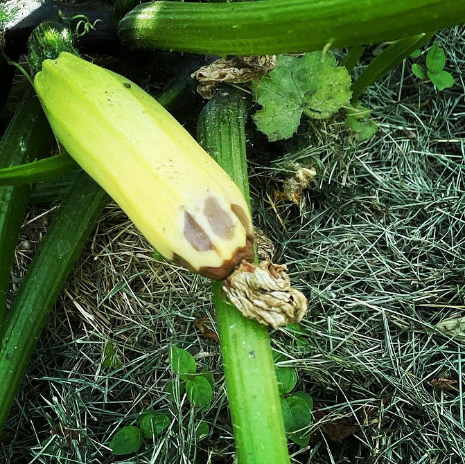 Gnicie kabaczków w otwartym gruncie: porady dotyczące ochrony i profilaktyki choroby.