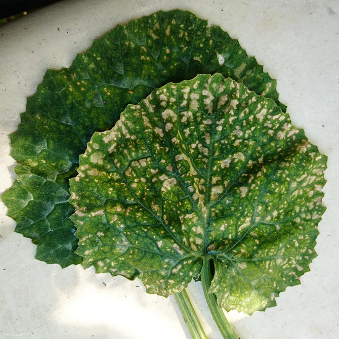 Jak uratować kabaczki przed gniciem: skuteczne porady i sprawdzone metody walki.