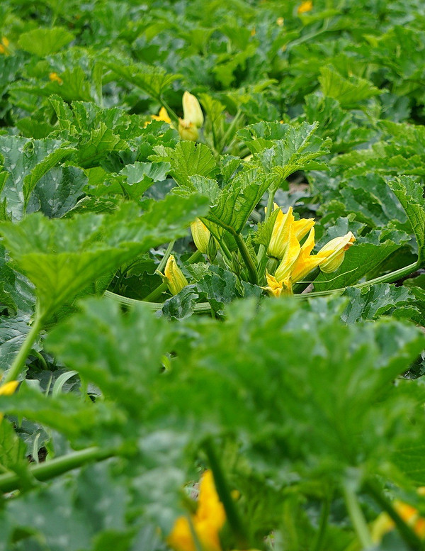 Gnijące kabaczki: przyczyny i metody zapobiegania gniciu kabaczków, zdrowa uprawa.