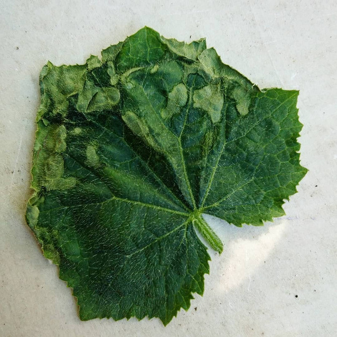 Przyczyny gnicia kabaczków i sposoby ich eliminacji dla zdrowego wzrostu roślin.