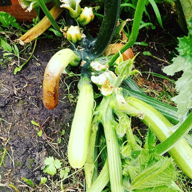 Kabaczki dla małego ogrodu: wybór odmian i ochrona przed gniciem plonów.