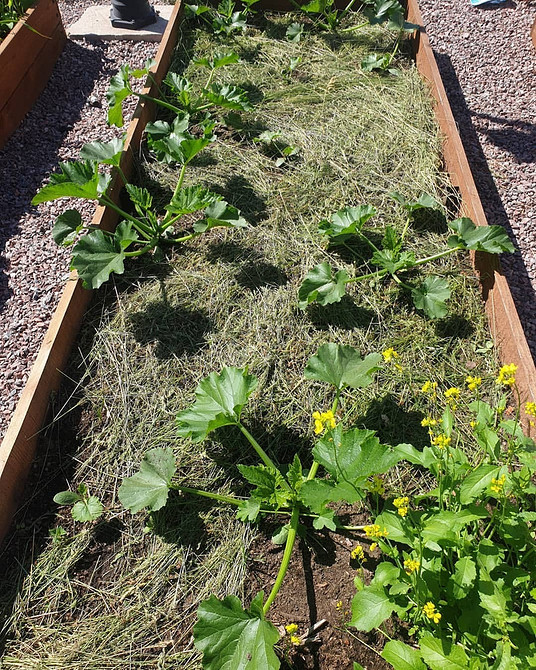 Chory kabaczek: oznaki gnicia i skuteczne metody leczenia uprawy w gruncie.