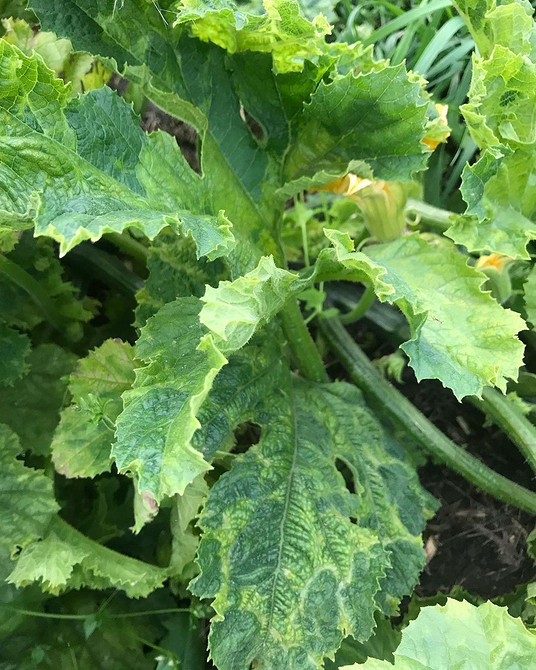 Dlaczego kabaczki gniją? Rozwiązania dla obfitych zbiorów organicznych kabaczków odpornych w 2026.