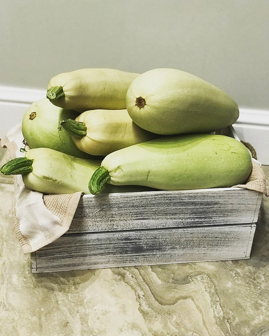 Chora cukinia: rozpoznawanie Zdjęcie chorych cukinii: rozpoznawanie oznak gnicia, aby chronić Twój plon.