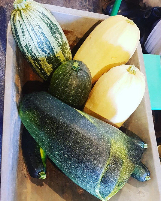 Ratunek dla cukinii Cukinia dotknięta gniciem: jak uratować plon i zapobiec rozprzestrzenianiu się choroby.