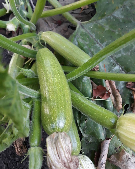 Kabaczek porażony gniciem: rozpoznawanie choroby i zapobieganie w uprawie na 2026.