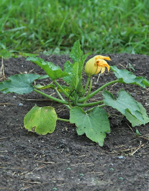 Ratowanie kabaczków przed gniciem: porady i rekomendacje dla uprawy organicznej na działce.