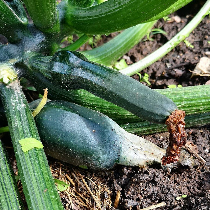 Gnicie cukinii a wapń Cukinia zaatakowana przez gnicie na roślinie, problem niedoboru wapnia w uprawie.