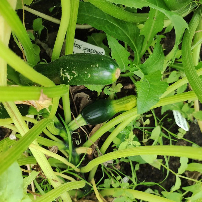 Gnijące kabaczki: przyczyny i rozwiązania problemu gnicia w uprawie organicznej.